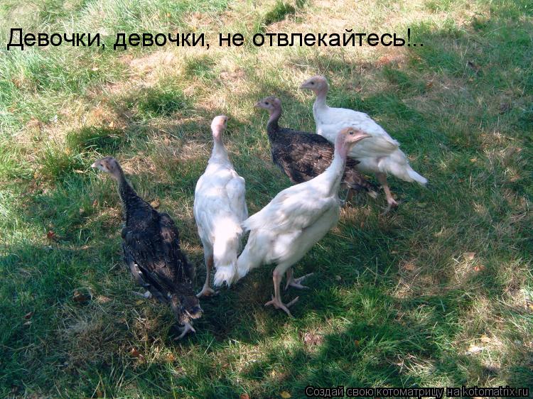 Котоматрица: Девочки, девочки, не отвлекайтесь!..