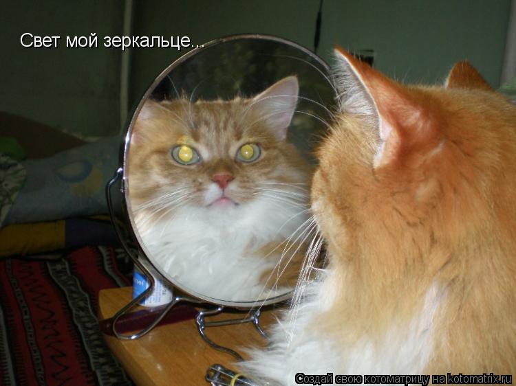 Котоматрица: Свет мой зеркальце...
