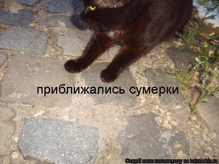 Котоматрица: приближались сумерки