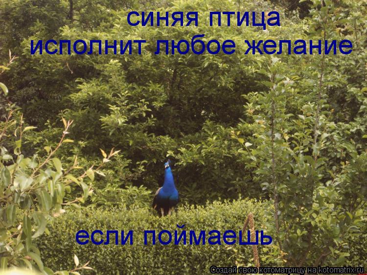 Котоматрица: синяя птица исполнит любое желание если поймаешь