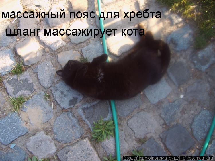 Котоматрица: массажный пояс для хребта шланг массажирует кота