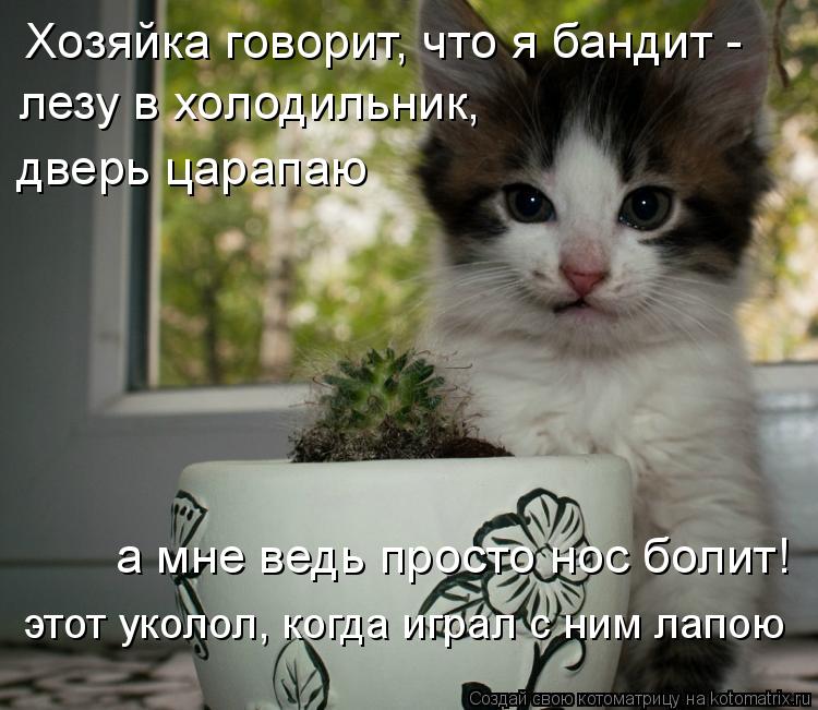 Котоматрица: Хозяйка говорит, что я бандит - а мне ведь просто нос болит! лезу в холодильник,  дверь царапаю этот уколол, когда играл с ним лапою
