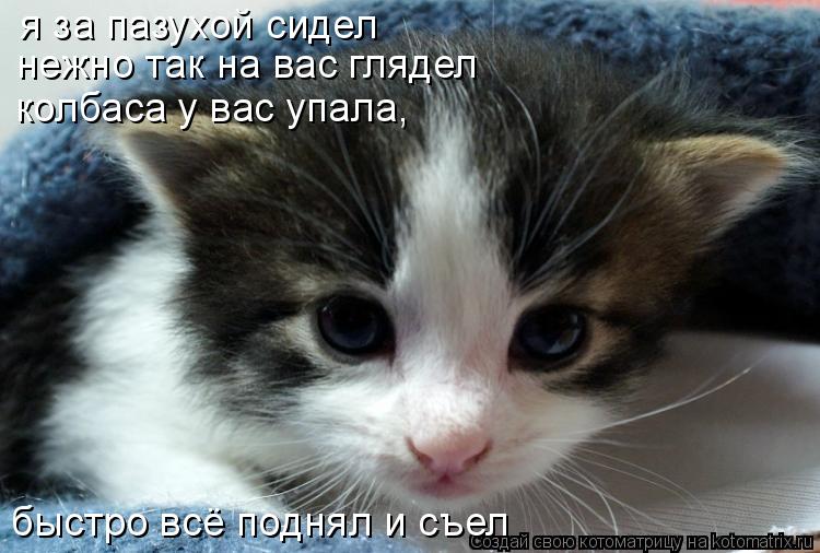Котоматрица: я за пазухой сидел нежно так на вас глядел колбаса у вас упала, быстро всё поднял и съел