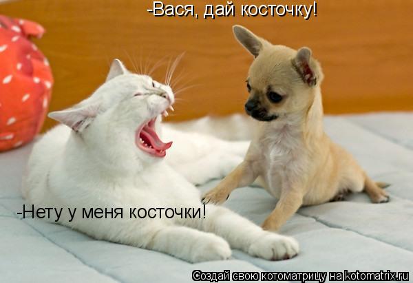 Котоматрица: -Вася, дай косточку! -Нету у меня косточки!