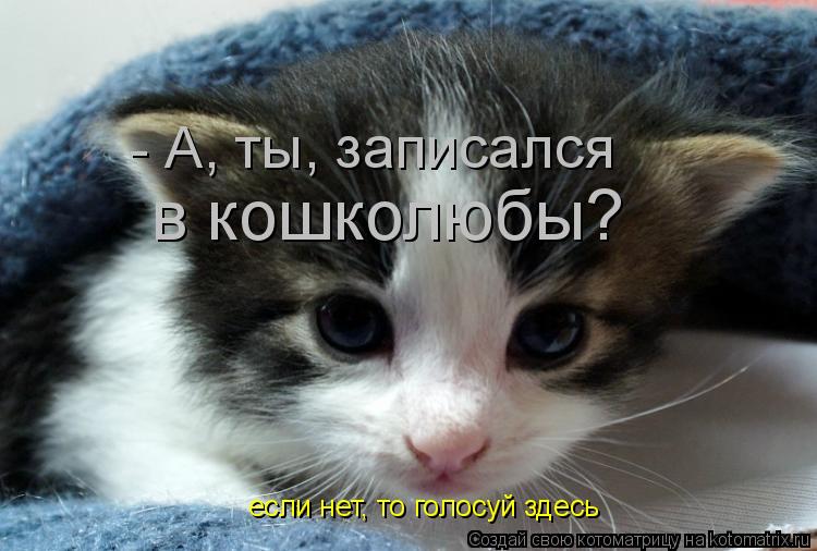 Котоматрица: - А, ты, записался в кошколюбы? если нет, то голосуй здесь