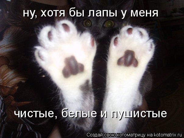 Котоматрица: ну, хотя бы лапы у меня чистые, белые и пушистые