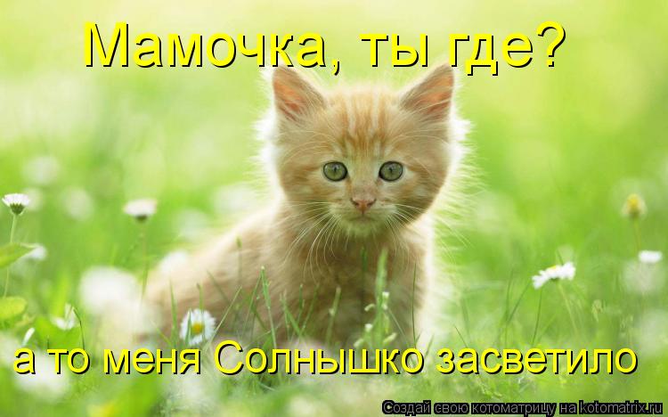 Котоматрица: Мамочка, ты где? а то меня Солнышко засветило