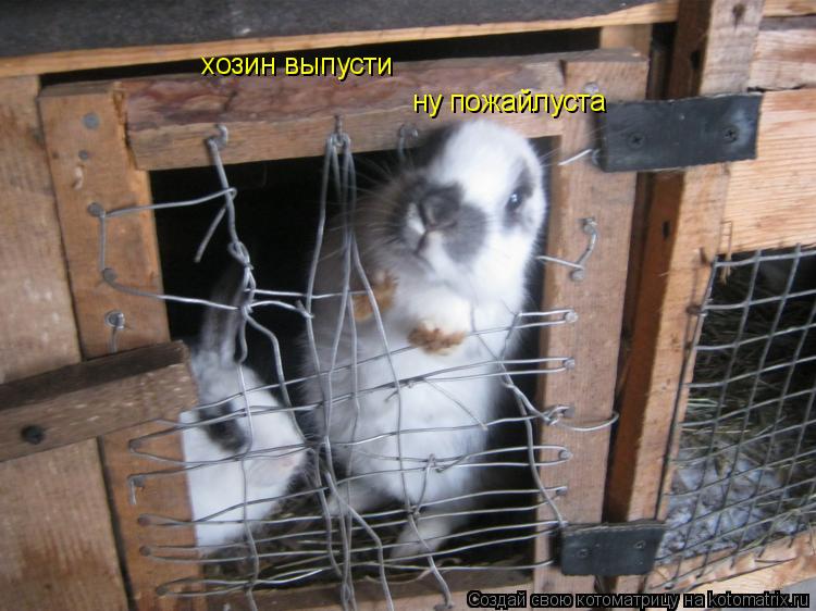 Котоматрица: ну пожайлуста хозин выпусти