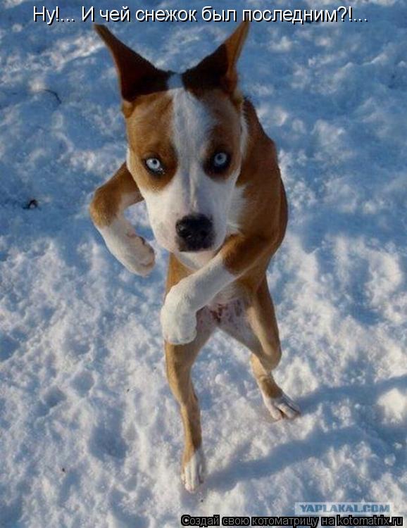 Котоматрица: Ну!... И чей снежок был последним?!...