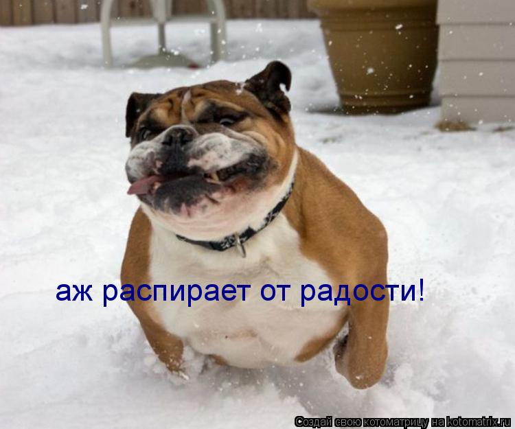 Котоматрица: аж распирает от радости!