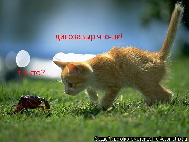 Котоматрица: ты кто?.. динозавыр что-ли!