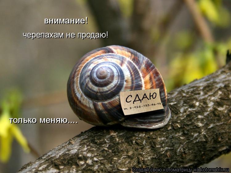 Котоматрица: черепахам не продаю! внимание! только меняю....