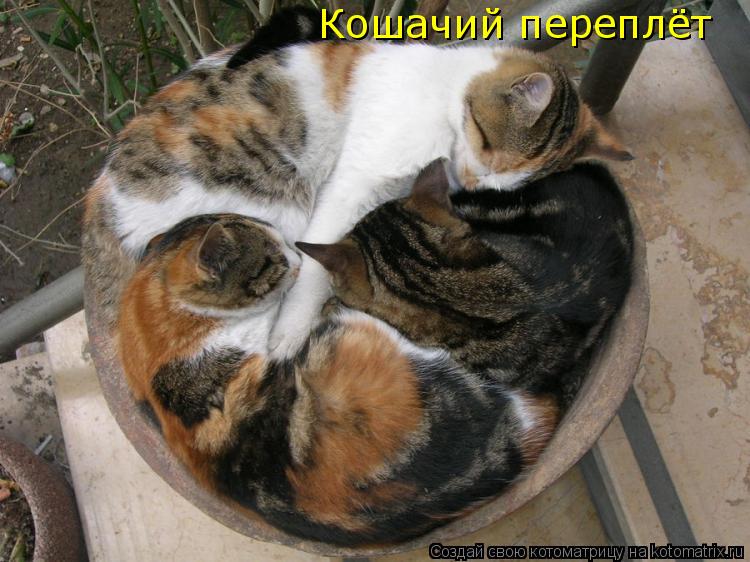 Котоматрица: Кошачий переплёт
