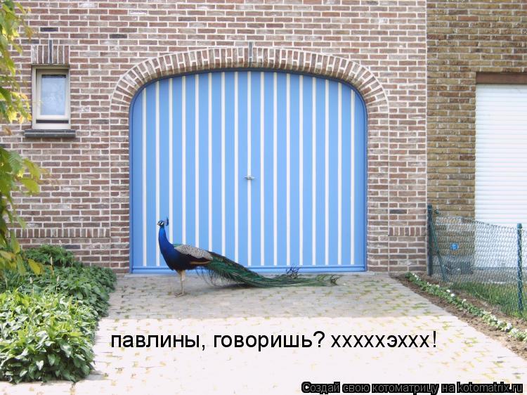 павлины, говоришь? хххххэххх!... Котоматрица: павлины, говоришь? хххххэххх!