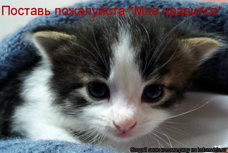Поставь пожалуйста *Мне нравится*... Котоматрица: Поставь пожалуйста *Мне нравится*