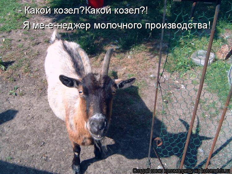 Я ме-е-неджер молочного производства! - Какой козел?Какой козел?!... Котоматрица: Я ме-е-неджер молочного производства! - Какой козел?Какой козел?!