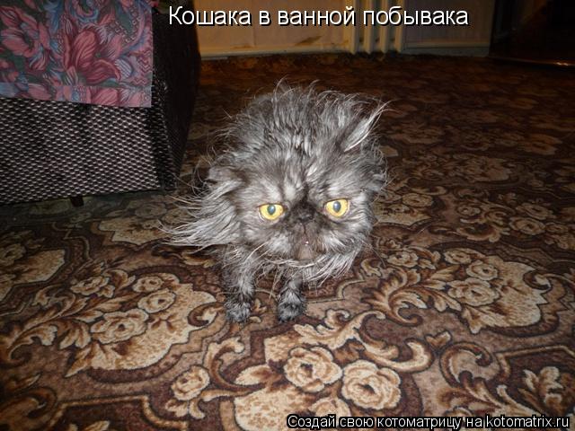 Кошака в ванной побывака... Котоматрица: Кошака в ванной побывака