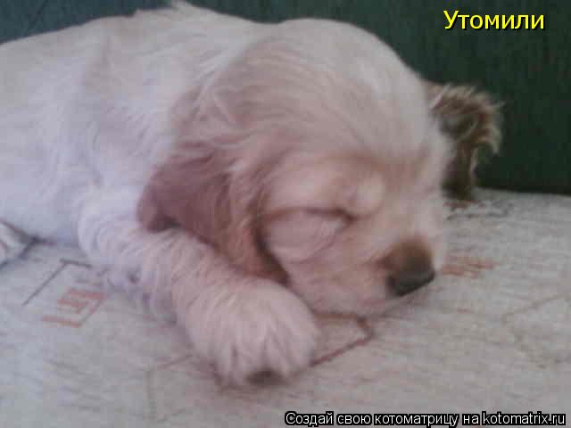 Утомили... Котоматрица: Утомили