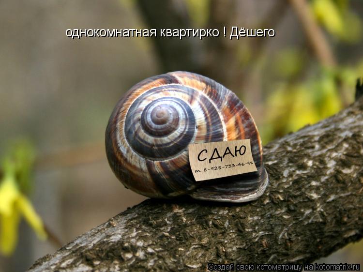 однокомнатная квартирко ! Дёшего... Котоматрица: однокомнатная квартирко ! Дёшего
