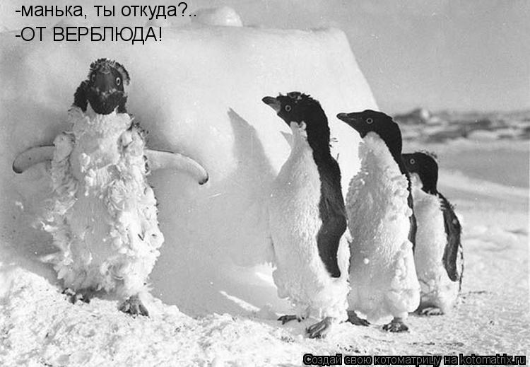 -манька, ты откуда?.. -ОТ ВЕРБЛЮДА!... Котоматрица: -манька, ты откуда?.. -ОТ ВЕРБЛЮДА!