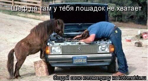 Котоматрица: Шеф да там у тебя лошадок не хватает