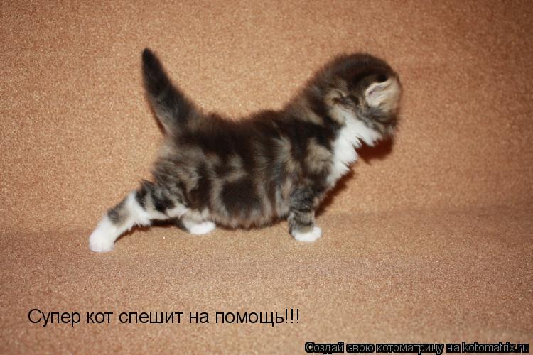 Котоматрица: Супер кот спешит на помощь!!!