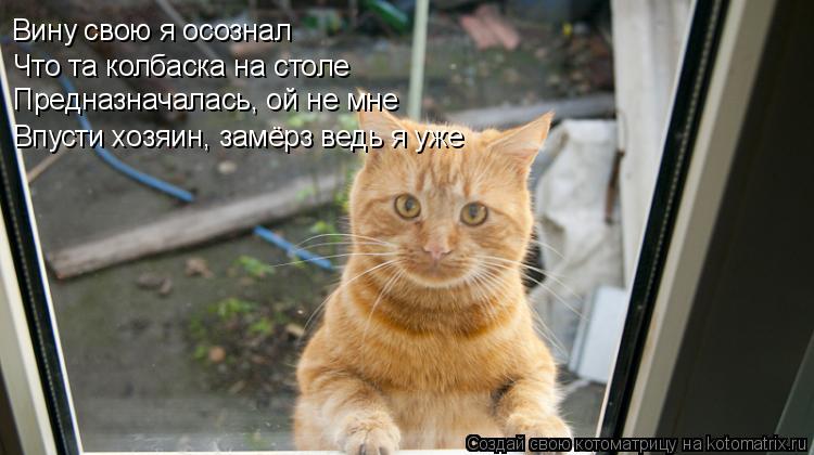 Котоматрица: Вину свою я осознал Что та колбаска на столе Предназначалась, ой не мне Впусти хозяин, замёрз ведь я уже