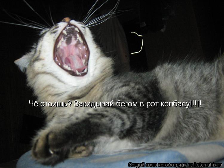 Котоматрица: Чё стоишь? Закидывай бегом в рот колбасу!!!!!