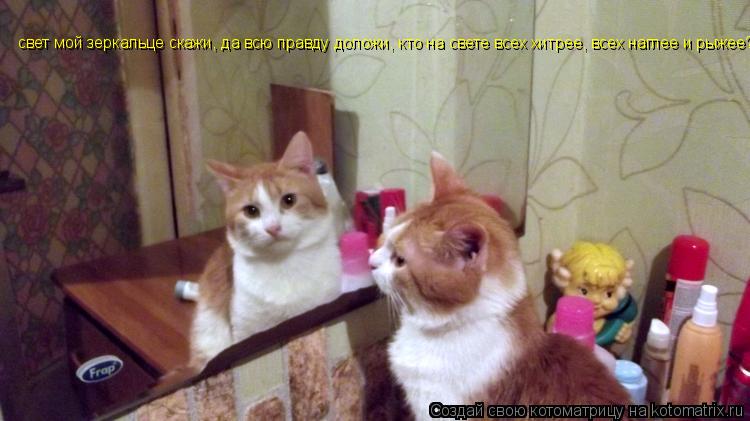 Котоматрица: свет мой зеркальце скажи, да всю правду доложи, кто на свете всех хитрее, всех наглее и рыжее?
