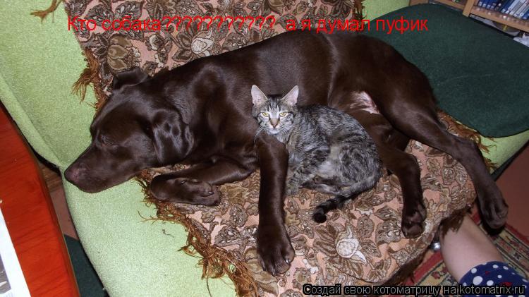 Котоматрица: Кто собака???????????  а я думал пуфик