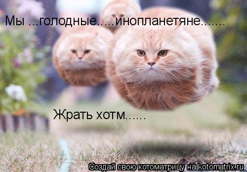 Котоматрица: Мы ...голодные.....инопланетяне....... Жрать хотм......