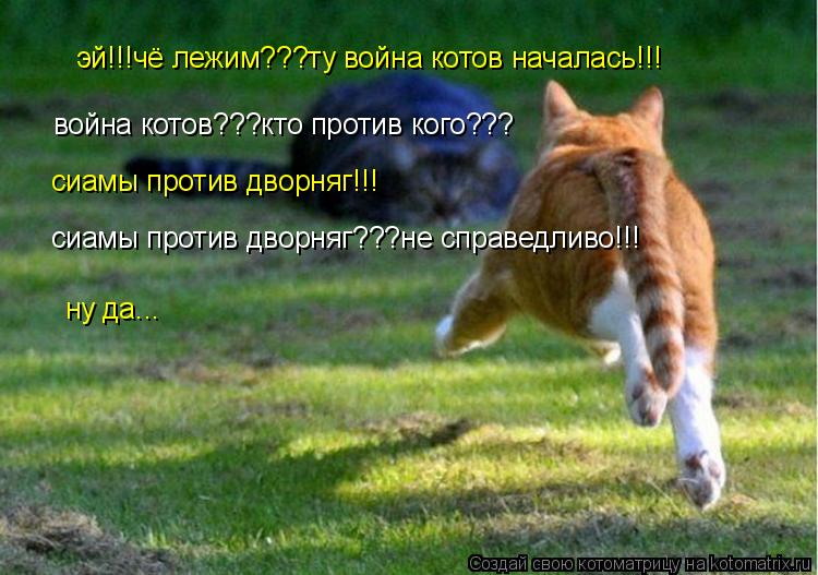 Котоматрица: эй!!!чё лежим???ту война котов началась!!! война котов???кто против кого??? сиамы против дворняг!!! сиамы против дворняг???не справедливо!!! ну да...