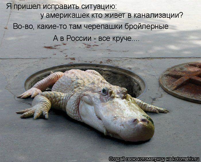 Котоматрица: Я пришел исправить ситуацию:  у америкашек кто живет в канализации? Во-во, какие-то там черепашки бройлерные А в России - все круче....