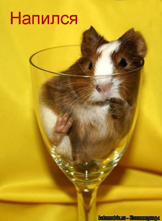 Котоматрица: Напился