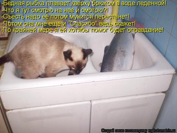 Котоматрица: -Бедная рыбка плавает кверху брюхом в воде леденной! -Что я тут смотрю на неё и смотрю?! -Съесть надо её потом мучится перестанет! -Потом она м
