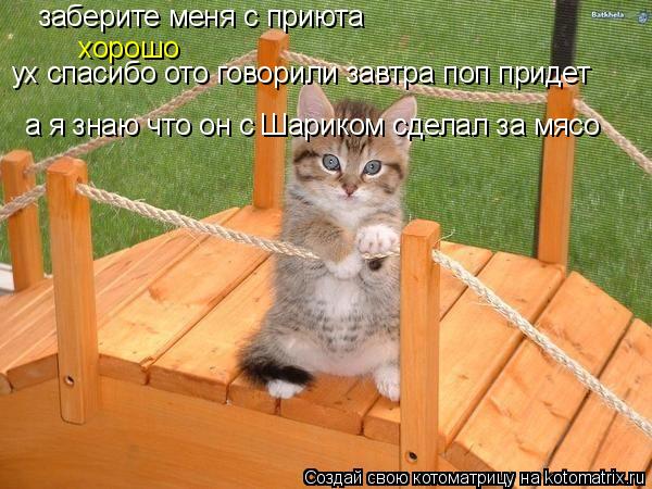 Котоматрица: заберите меня с приюта хорошо ух спасибо ото говорили завтра поп придет а я знаю что он с Шариком сделал за мясо