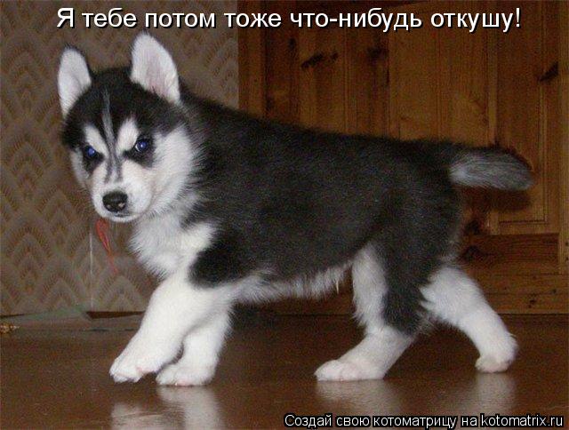 Котоматрица: Я тебе потом тоже что-нибудь откушу!