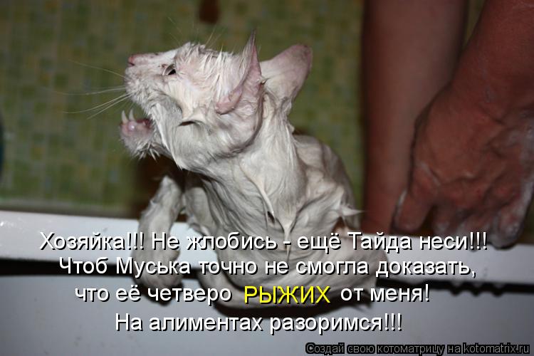 Котоматрица: Хозяйка!!! Не жлобись - ещё Тайда неси!!! Чтоб Муська точно не смогла доказать, что её четверо                 от меня! РЫЖИХ На алиментах разоримся!!