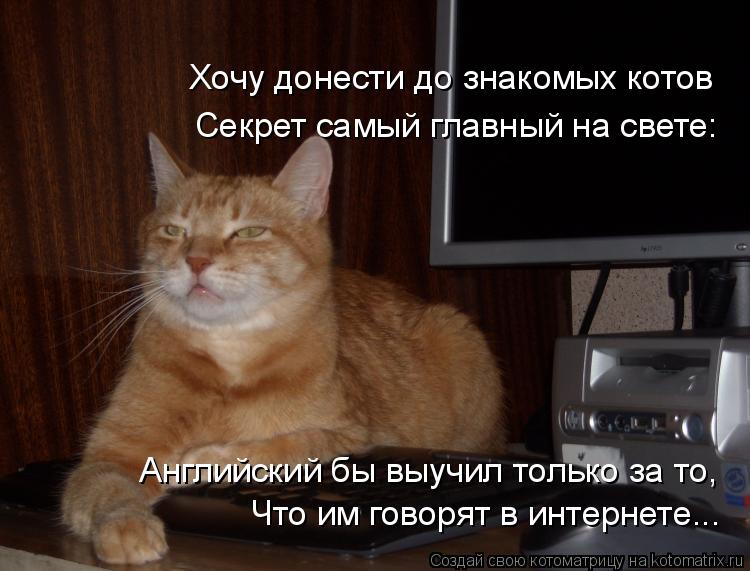 Котоматрица: Английский бы выучил только за то,  Что им говорят в интернете... Секрет самый главный на свете: Хочу донести до знакомых котов