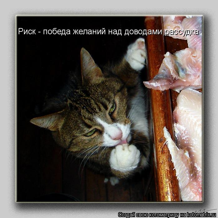 Котоматрица: Риск - победа желаний над доводами рассудка