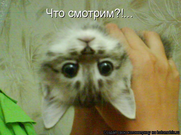 Котоматрица: Что смотрим?!...
