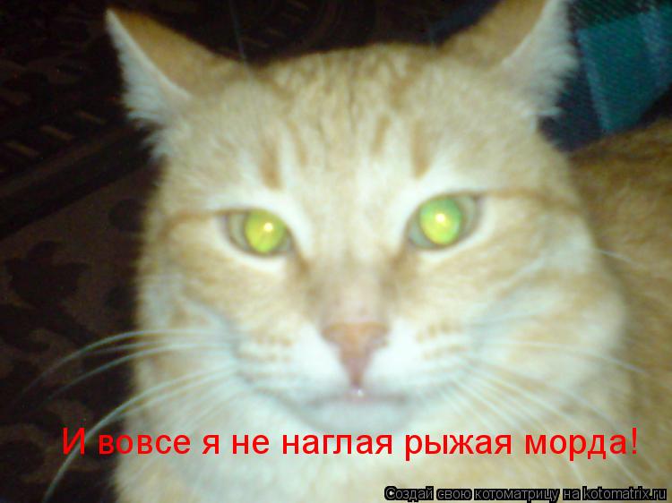 Котоматрица: И вовсе я не наглая рыжая морда!