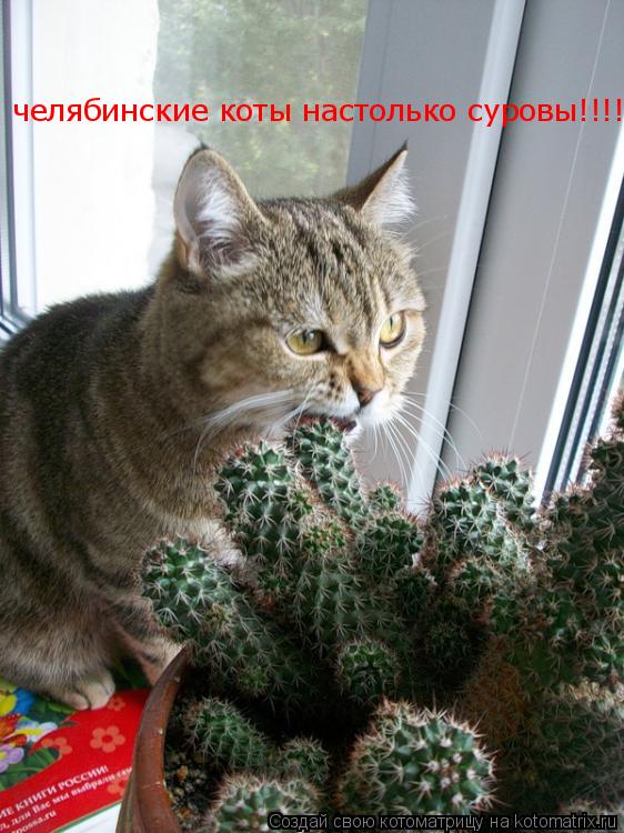 Котоматрица: челябинские коты настолько суровы!!!!!!!!!!!!