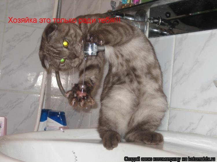 Котоматрица: Хозяйка это только ради тебя!!!