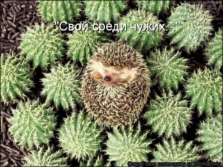 Котоматрица: "Свой среди чужих..."