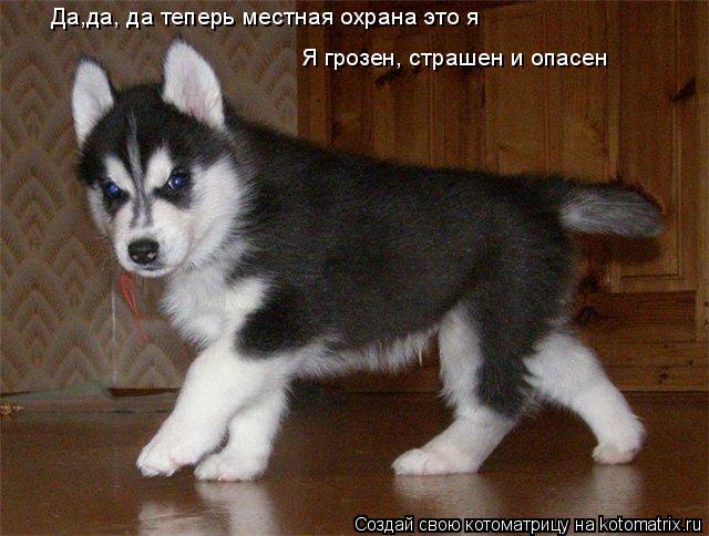 Котоматрица: Да,да, да теперь местная охрана это я Я грозен, страшен и опасен