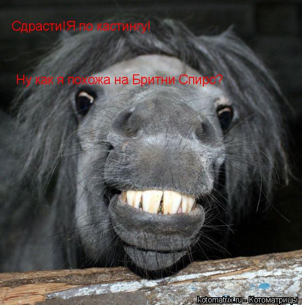 Котоматрица: Сдрасти!Я по кастингу! Ну как я похожа на Бритни Спирс?