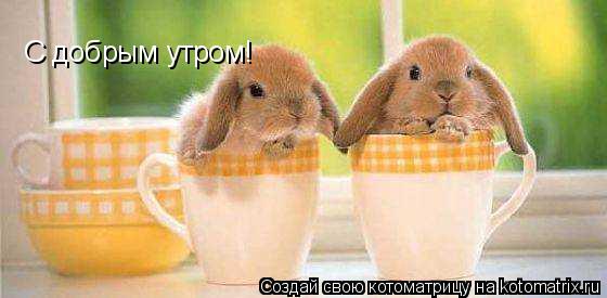 Котоматрица: С добрым утром! Якобс Монарх делает сюпрайз!