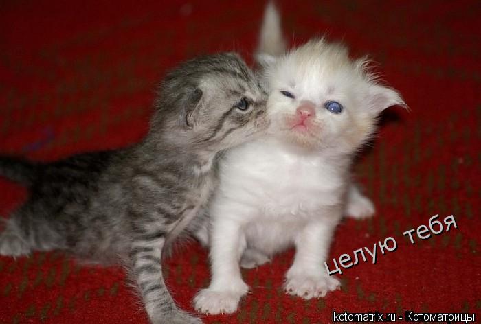 Котоматрица: целую тебя