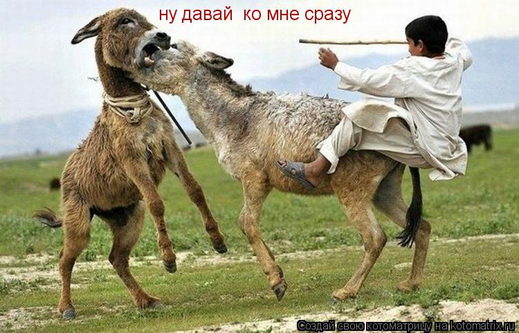 Котоматрица: ну давай  ко мне сразу